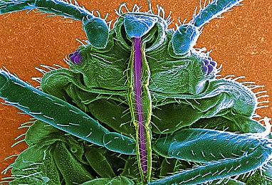 后末日生存城市建设游戏《Floodland》现已登陆 Steam 平台